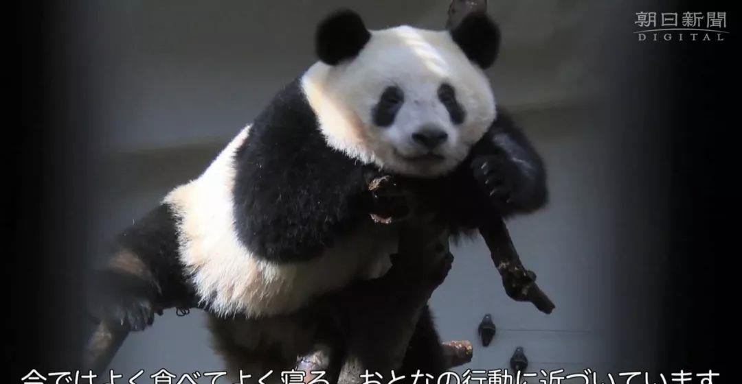熊猫日记揭秘，自然之宠的魅力与生态保护的重要性