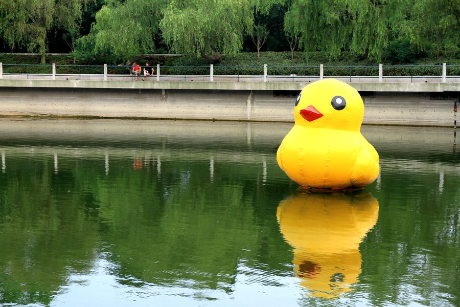 萌宠来袭，最新小黄鸭视频，潮流新宠儿萌态可掬