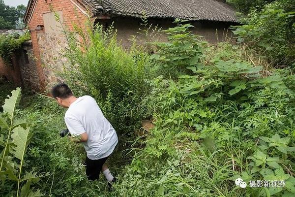 伸藏村最新动态，新时代变迁与发展探索